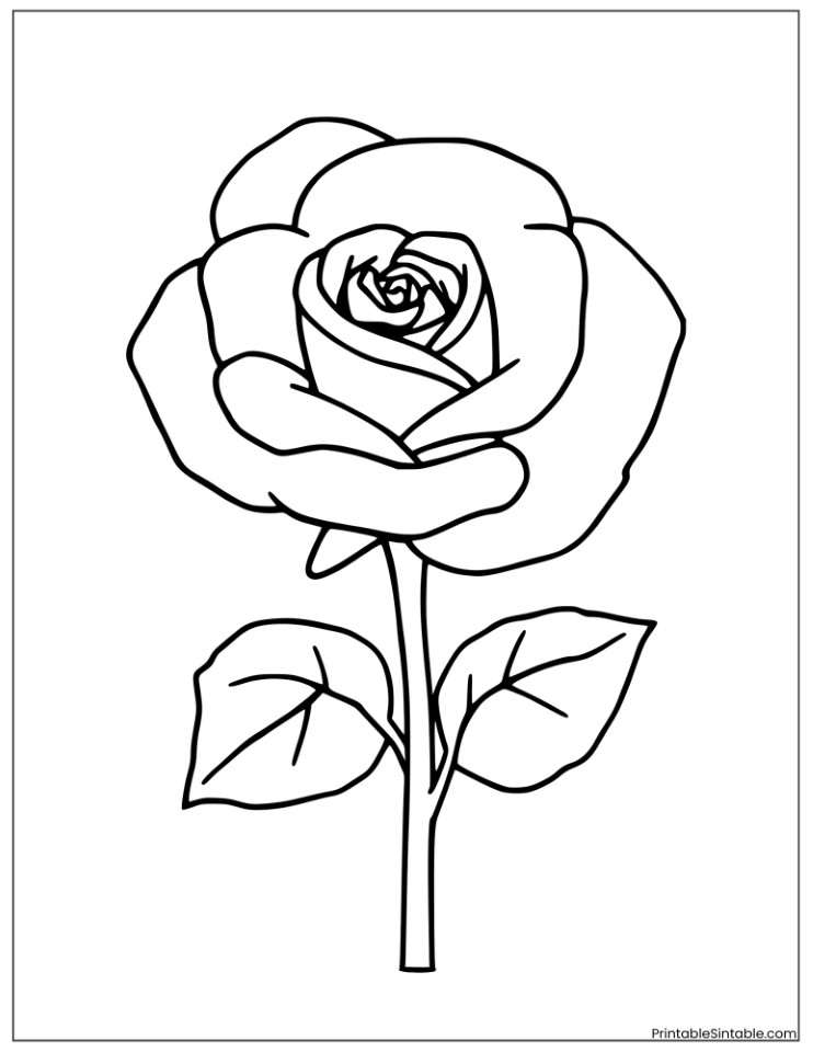 simple realistic rose drawing