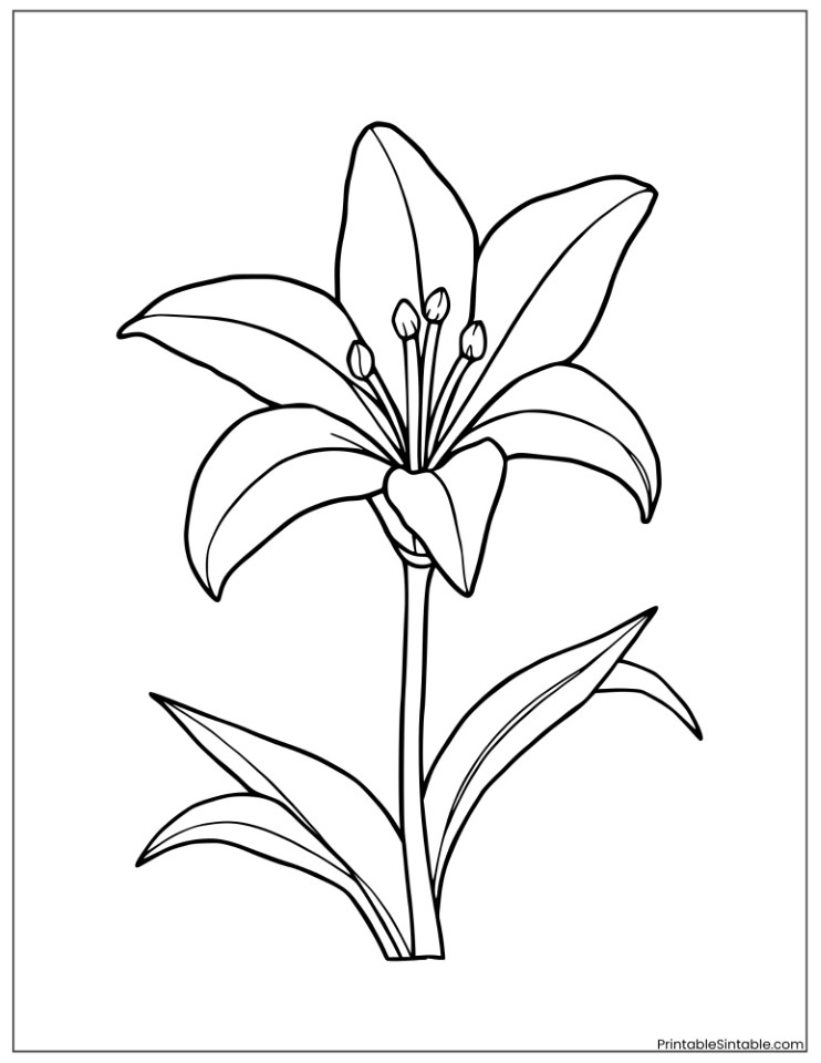 single lily flower