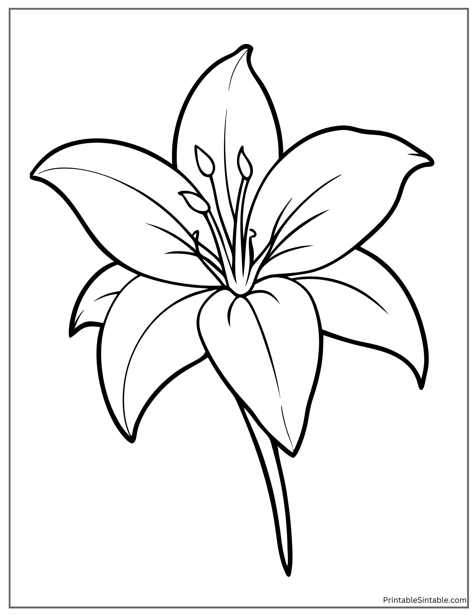 stargazer lily with wide petals
