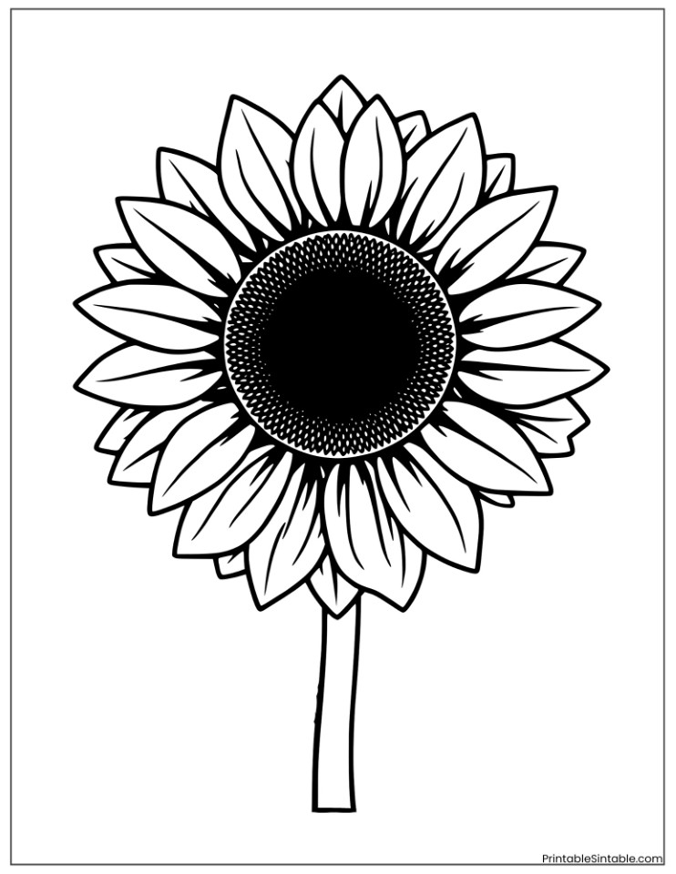 sunflower for kids