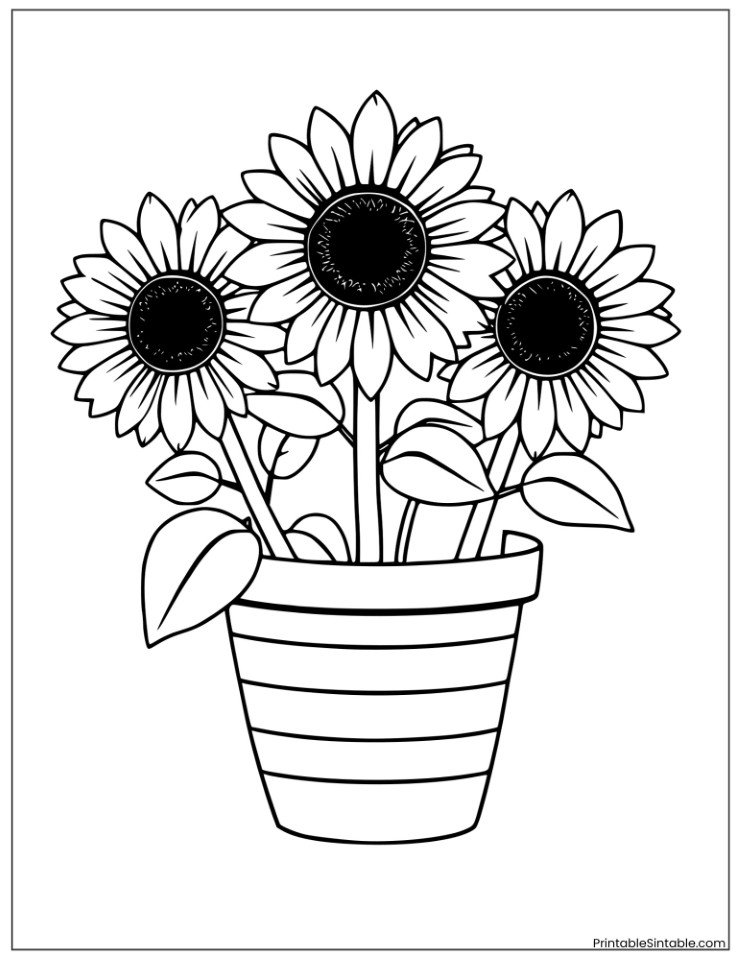 three sunflowers in a pot
