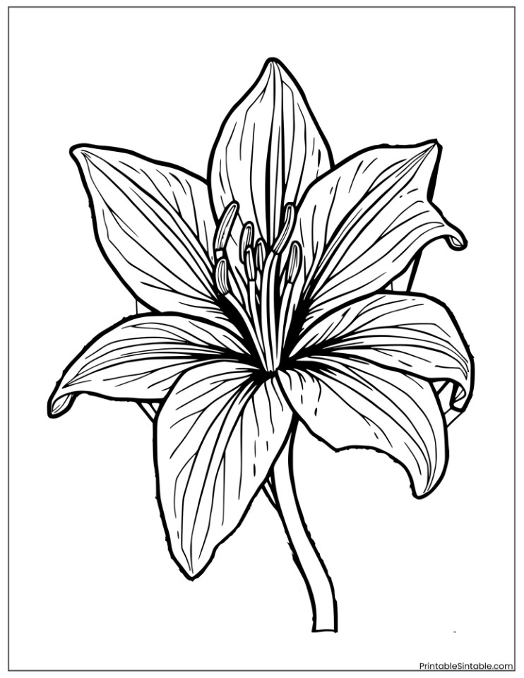 tiger lily with artistic patterns