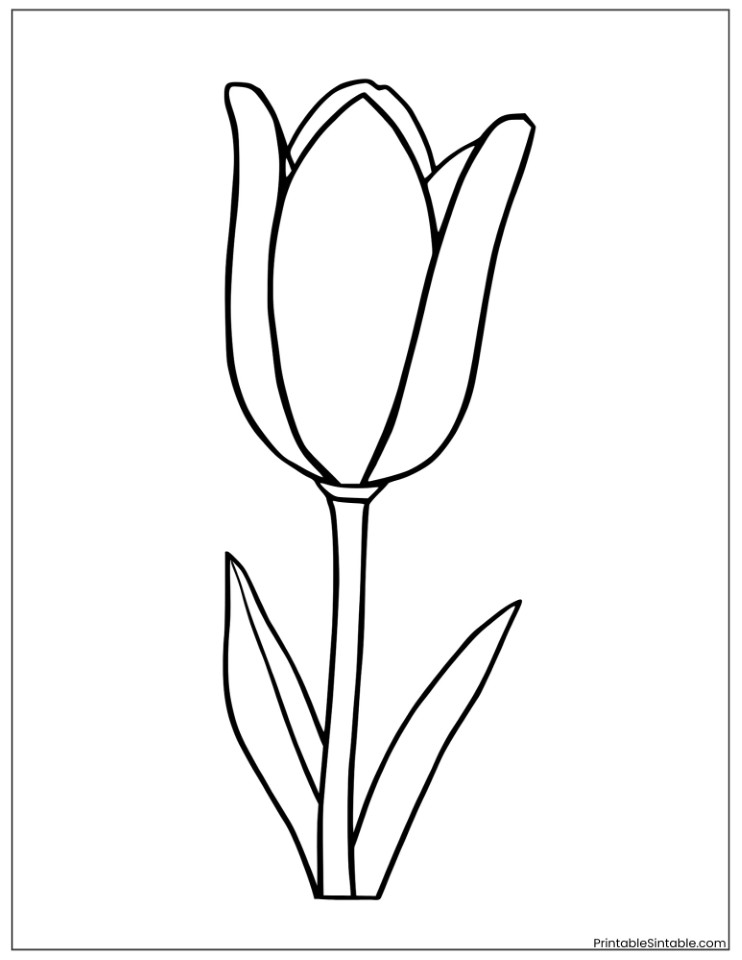 tulip